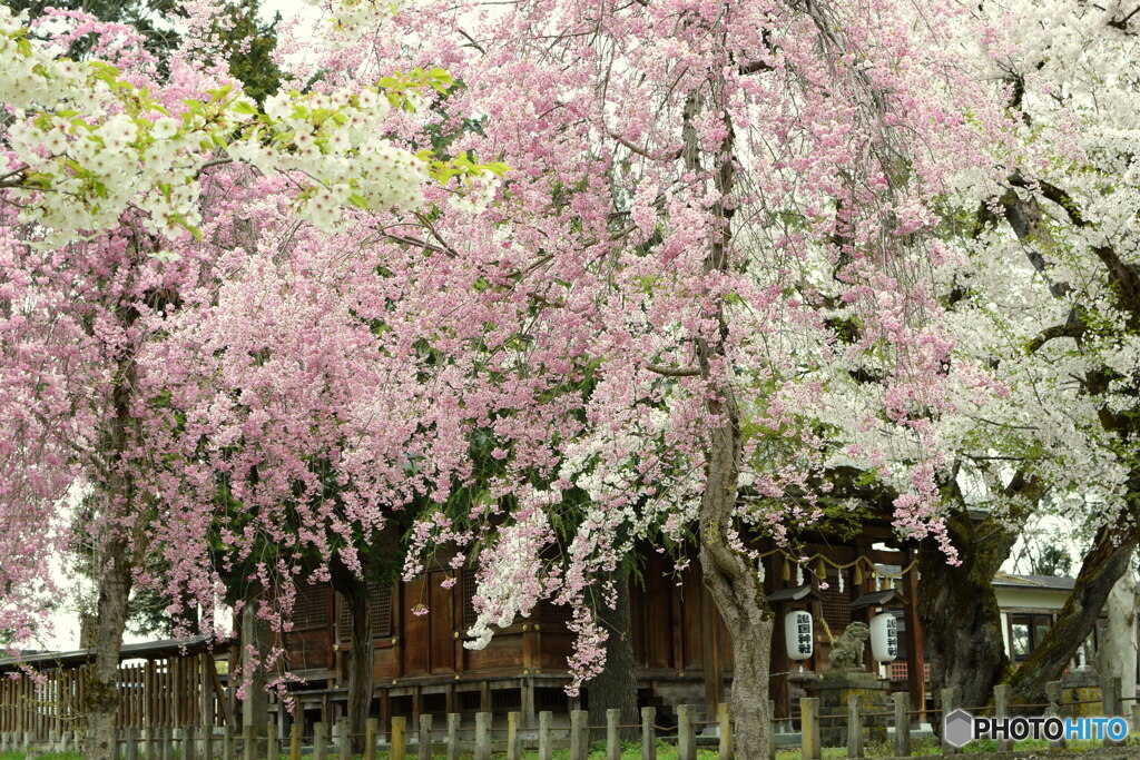 護国神社の桜