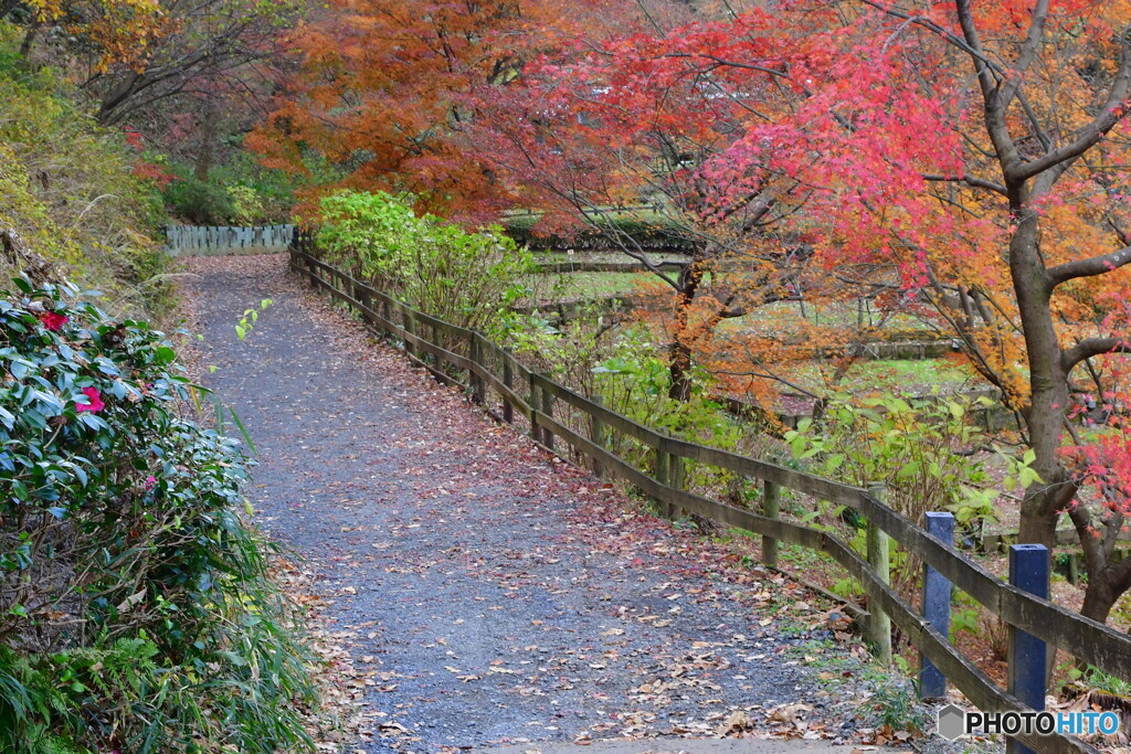 薬師池公園の散歩道