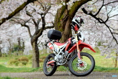 バイクと桜