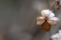 1月の紫陽花