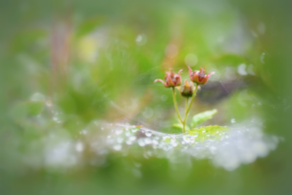 雨の中の 子供たち