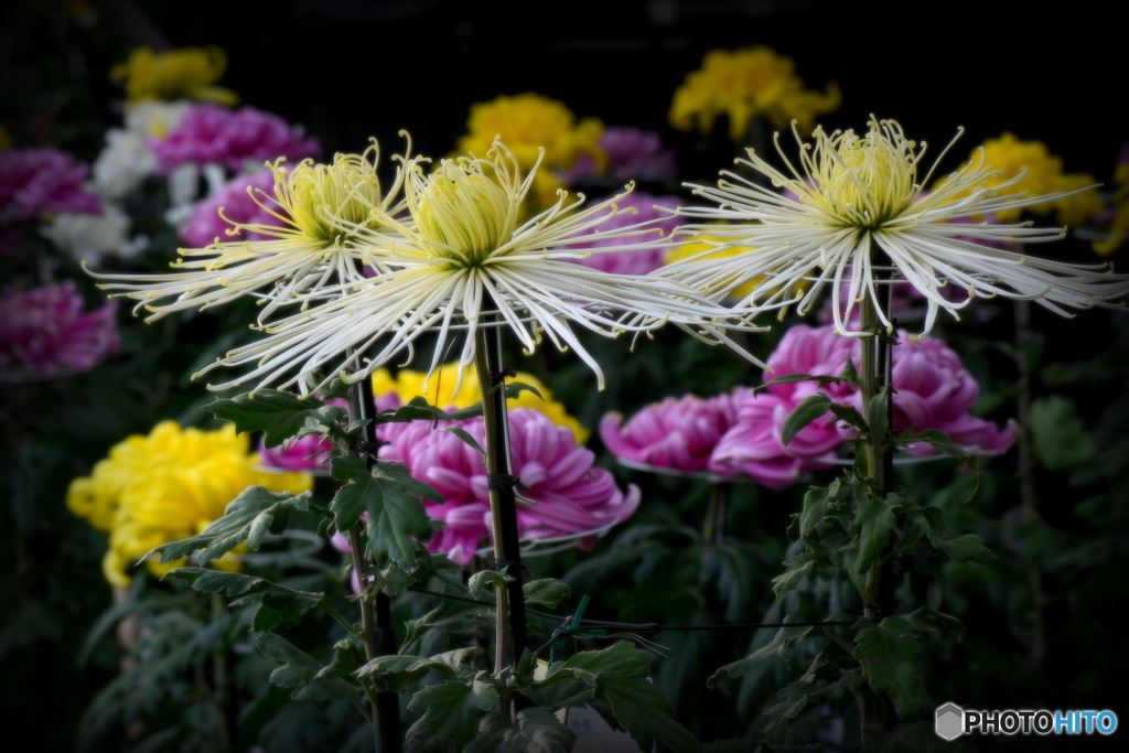 菊花展