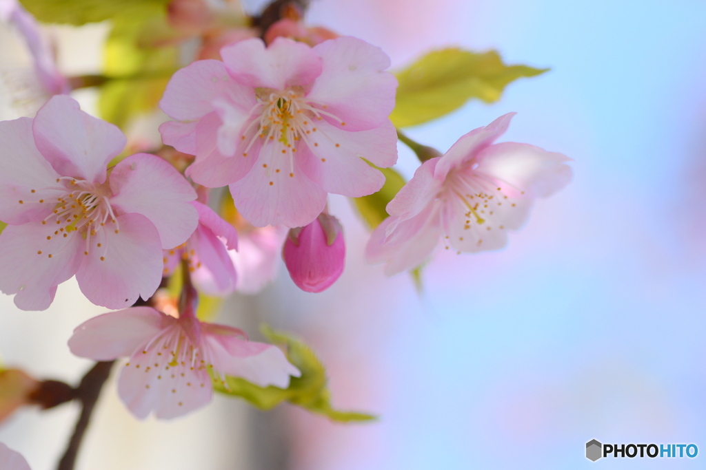 青空と桜