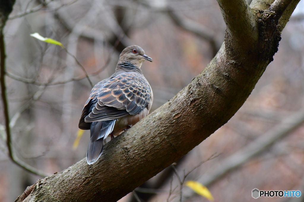 鳥さん