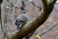 鳥さん