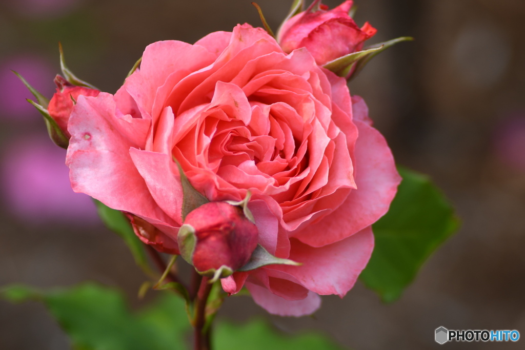 薔薇