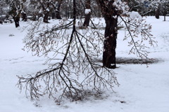 雪で枝折れした梅の木