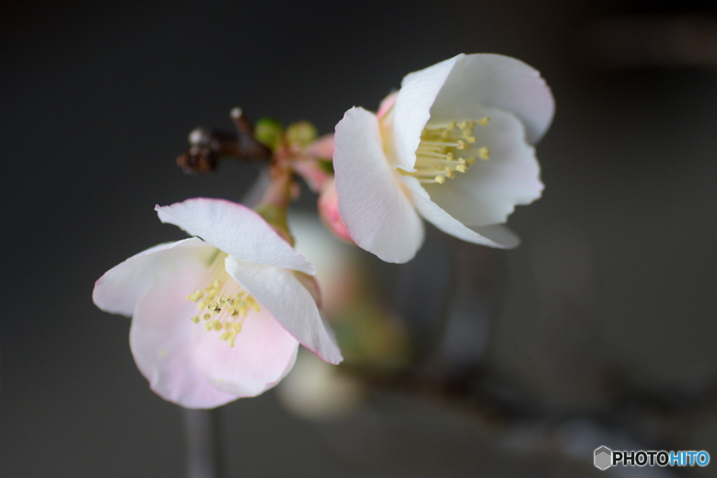 ボケの花