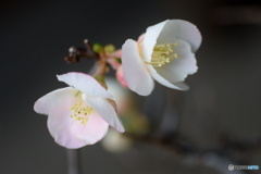 ボケの花