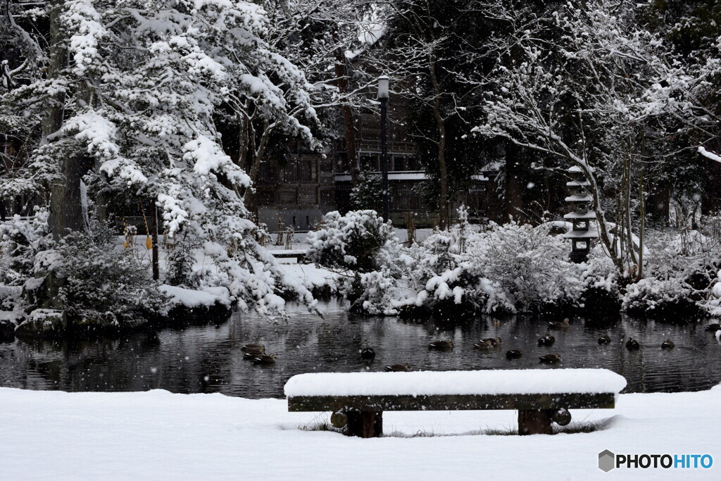 カモさんたちが遊びに来ていました－１