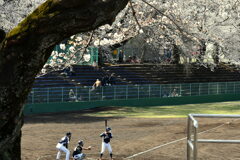 桜の下で