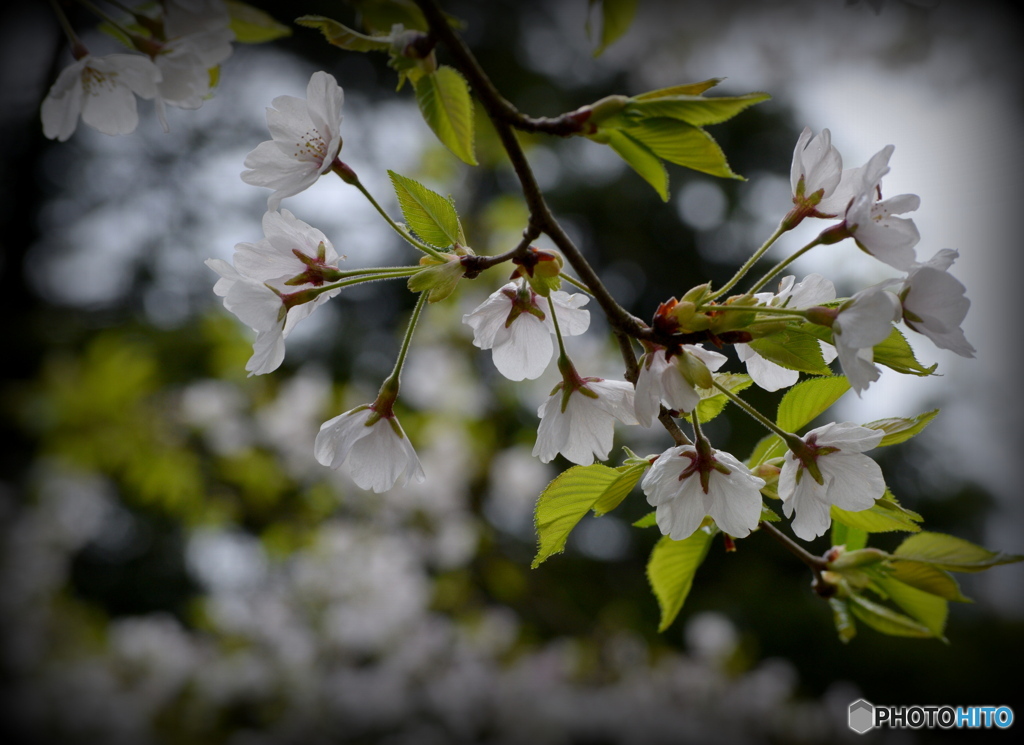 間もなく葉桜に…