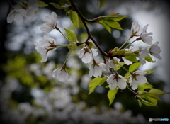 間もなく葉桜に…