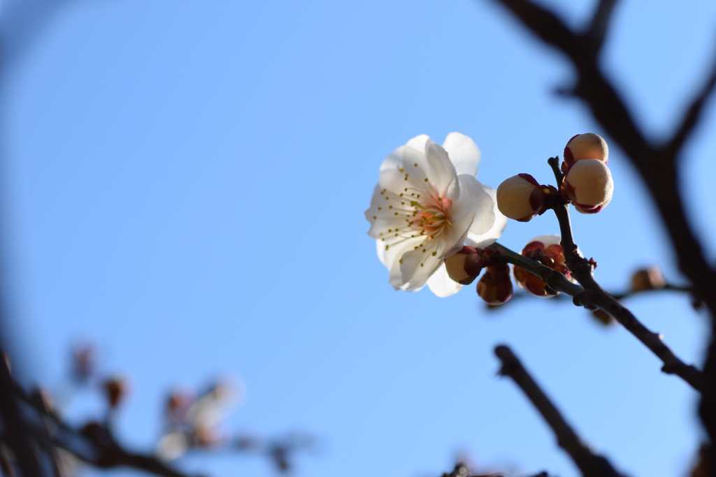 公園の梅の花