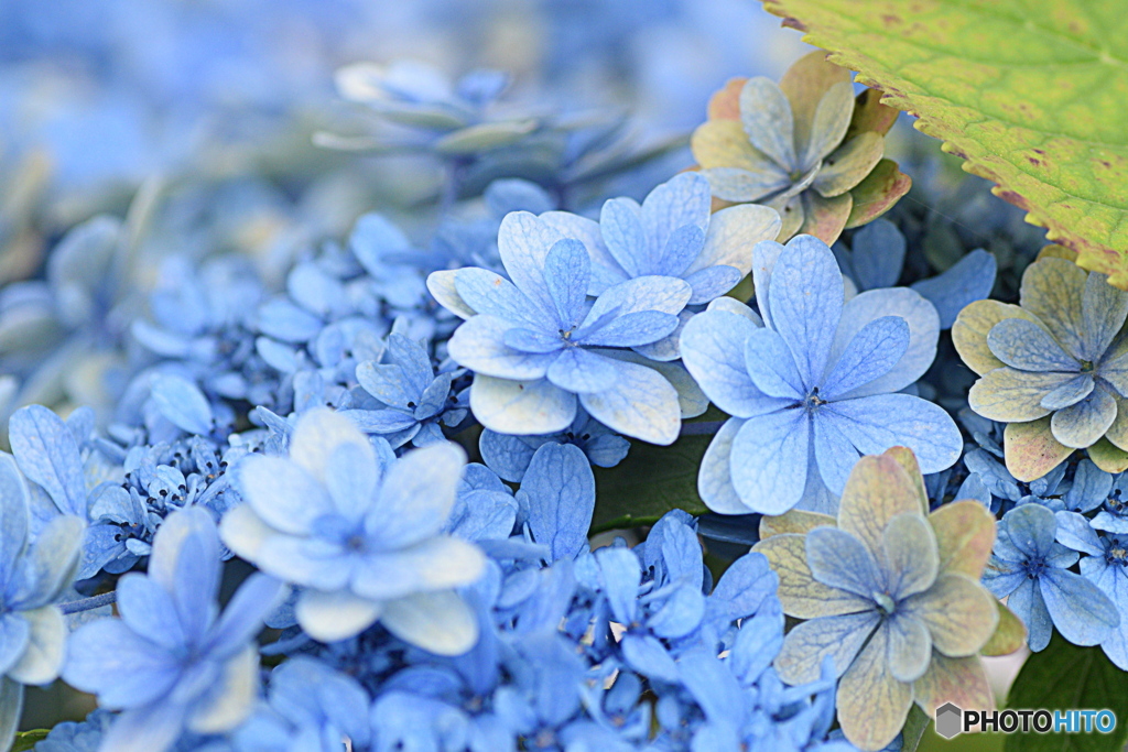 いつまでも楽しませてくれる 紫陽花