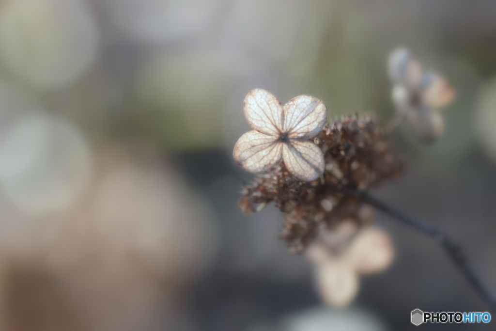 １２月の紫陽花 ③