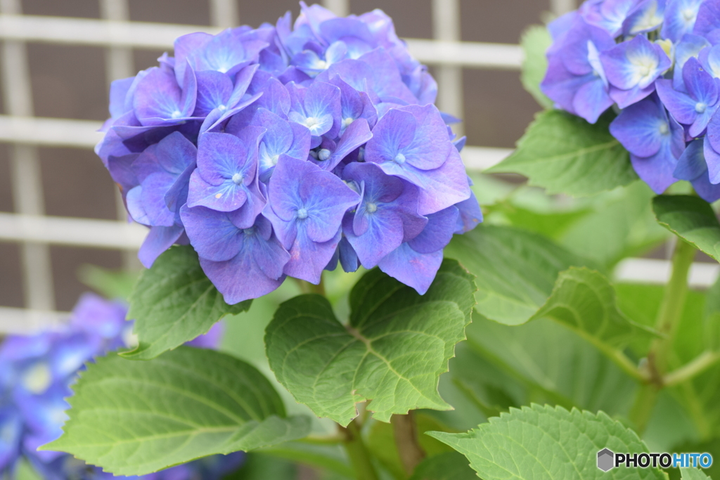 庭の紫陽花