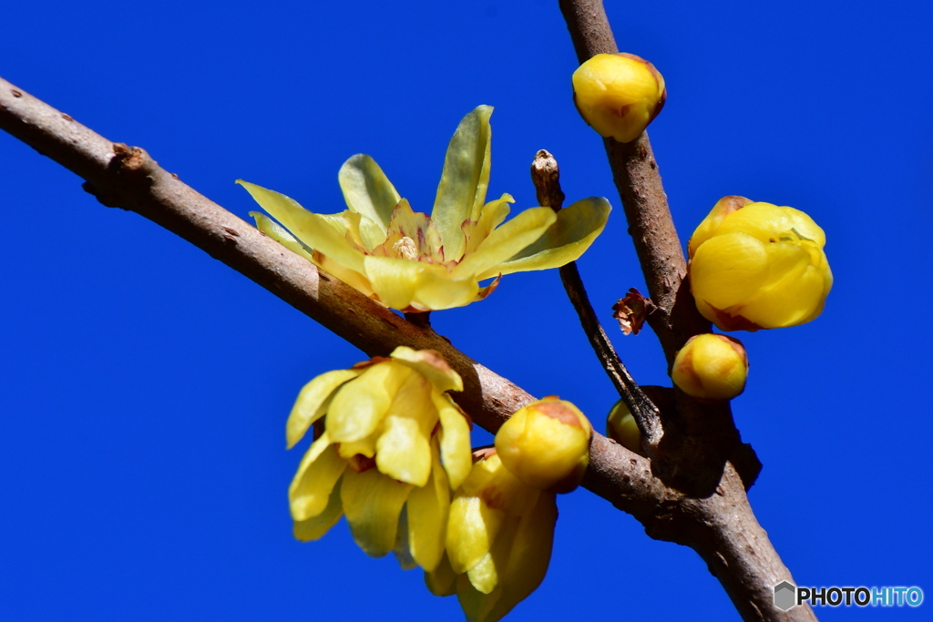 良いお天気で、ありがたいです