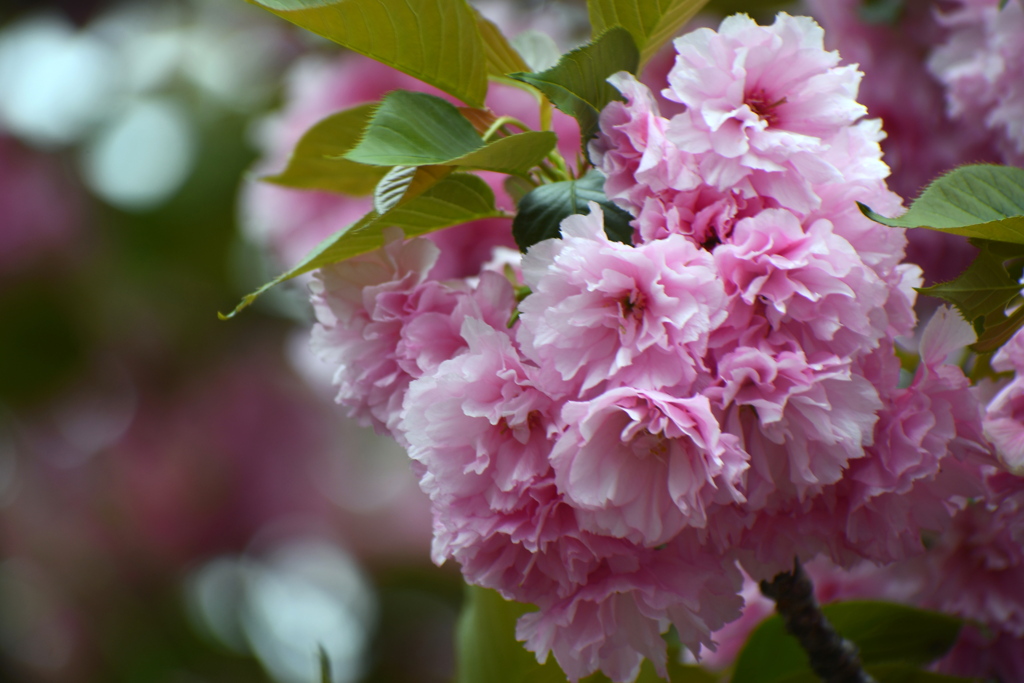 また八重桜＾＾