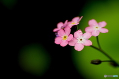 ピンクのお花