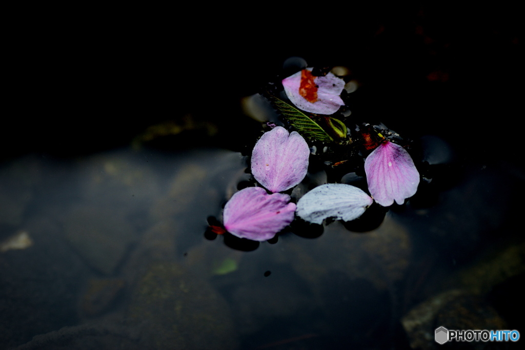 池に散った花びら
