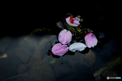 池に散った花びら