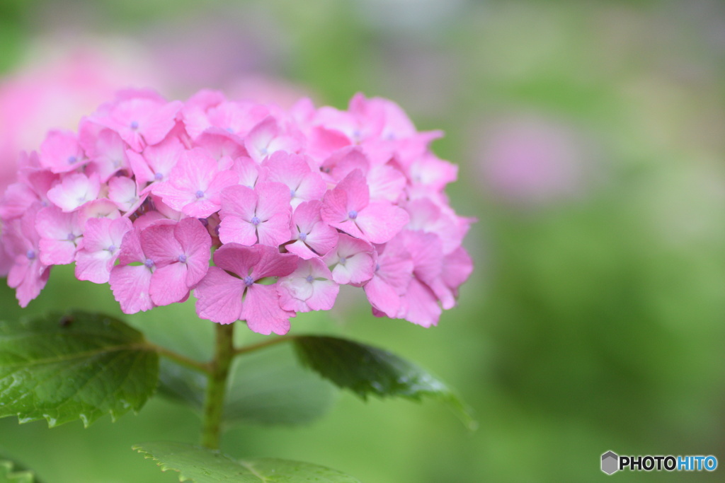 今朝の紫陽花