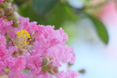 可愛いお花