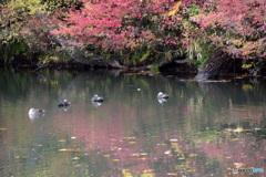 お堀の紅葉と カモ