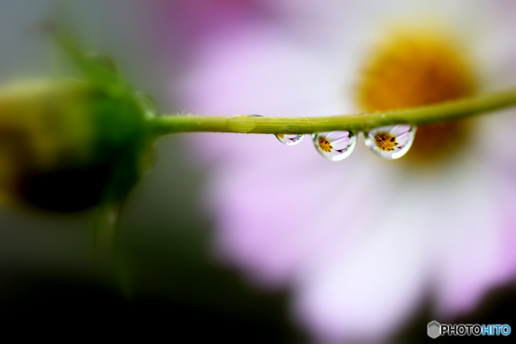 雨の朝のコスモス