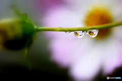 雨の朝のコスモス