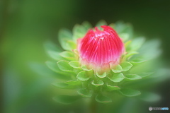 デザートのようなお花