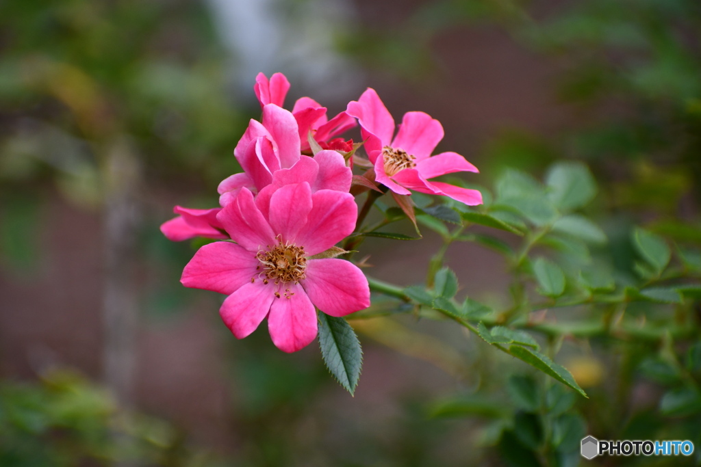 ハートフォードシャー