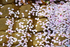 散った桜の花びら