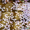 散った桜の花びら