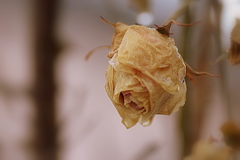 ２月の薔薇