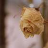 ２月の薔薇