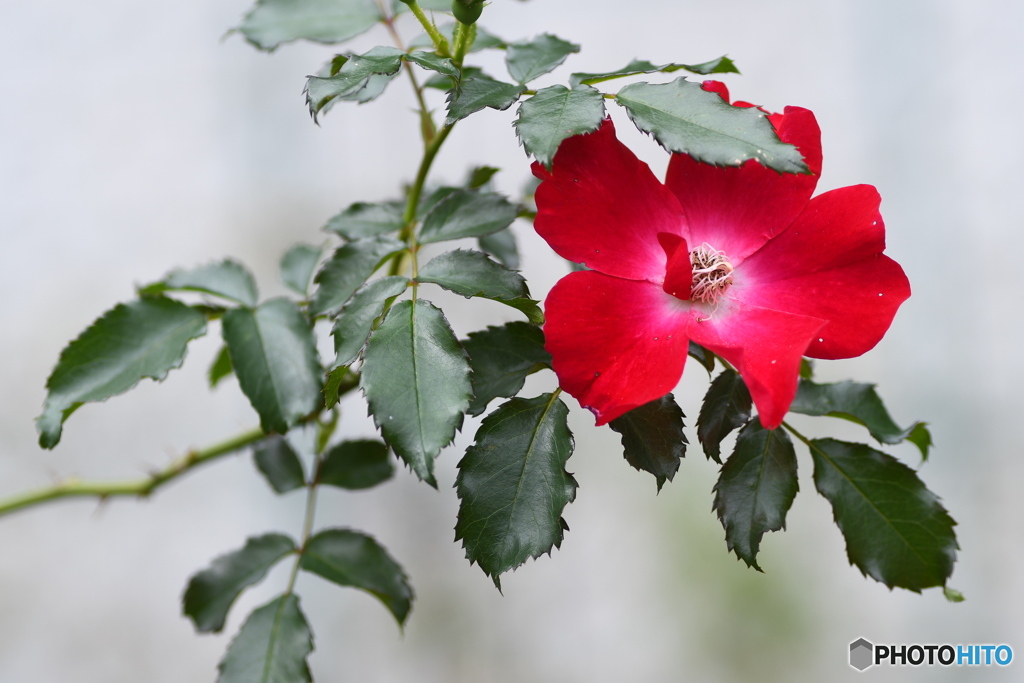 赤い薔薇と 緑の葉
