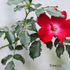 赤い薔薇と 緑の葉