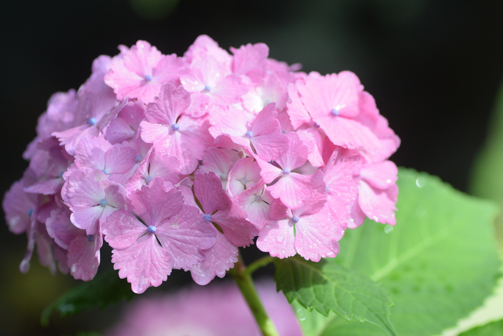紫陽花