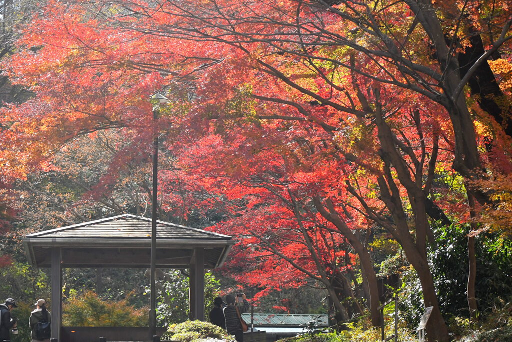 やっと 紅くなりました