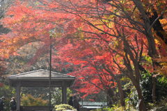 やっと 紅くなりました