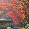 やっと 紅くなりました