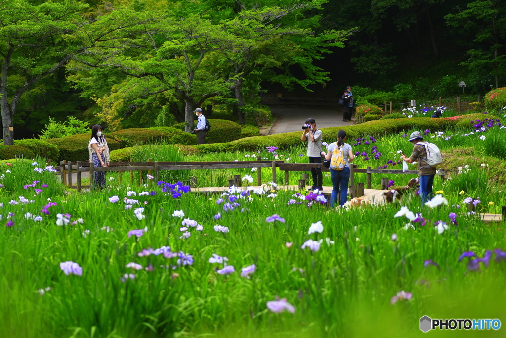 今日の薬師池公園