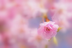 枝垂桜
