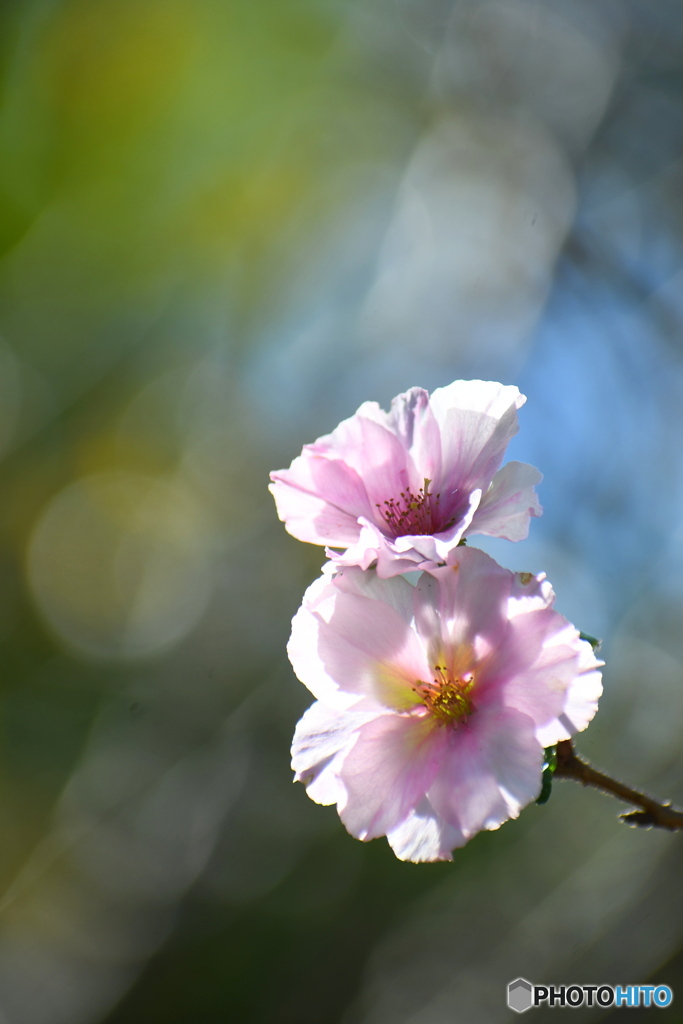 公園に桜が咲いていました。