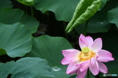 雨の日です