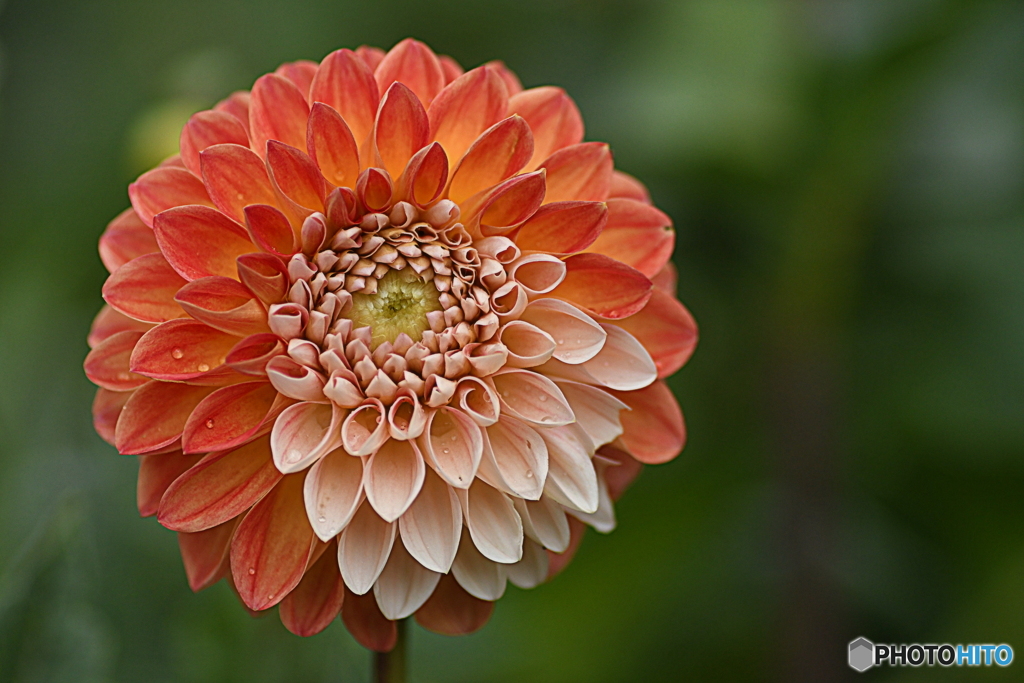 ミックスキャンディー