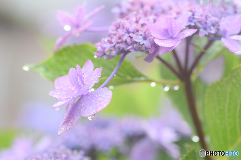 梅雨は いつまで？
