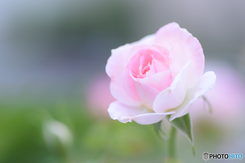 お散歩中に出会ったお花②